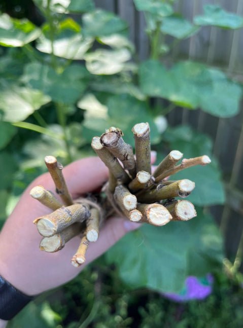 Willow Branch Bundle for Rabbits.