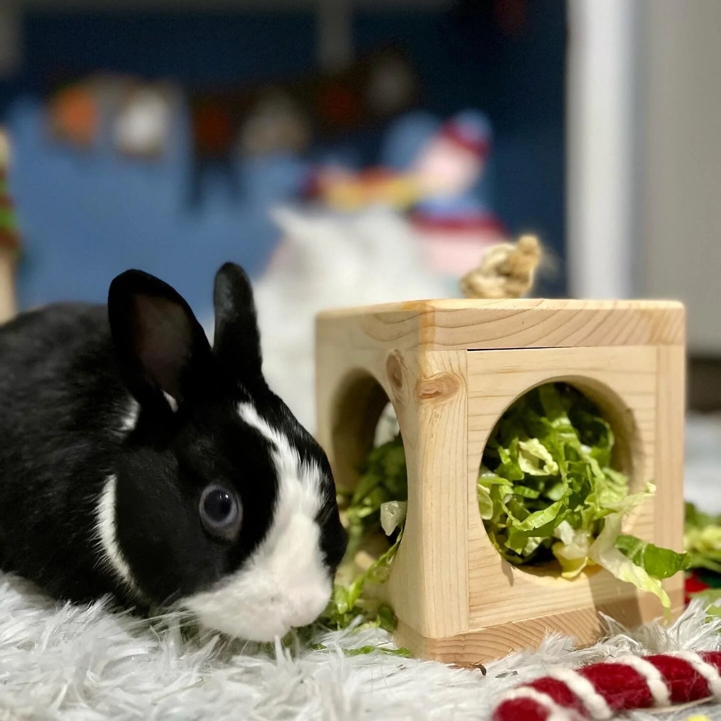 Small Animal Hay Cube.
