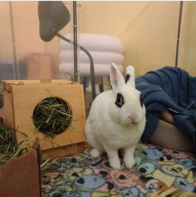 Mini Hay Feeder - Hippity Hop Pet Shop