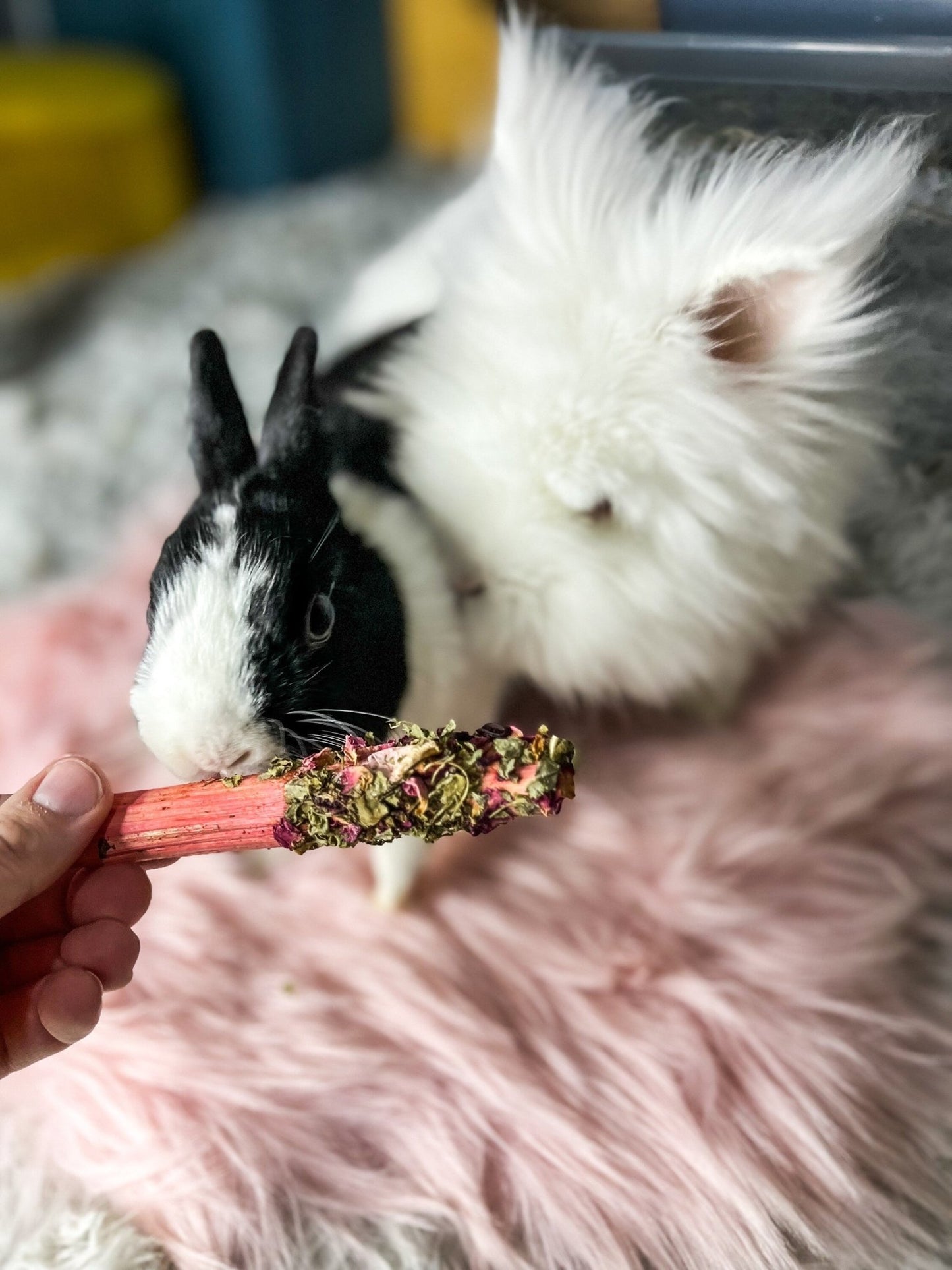 Floral - Dipped Sweet Bamboo Sticks - Hippity Hop Pet Shop