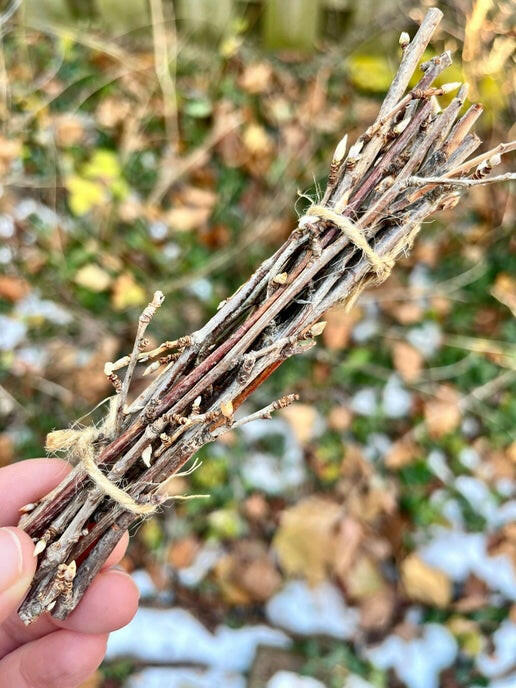 Currant & Gooseberry Twig Bundle.