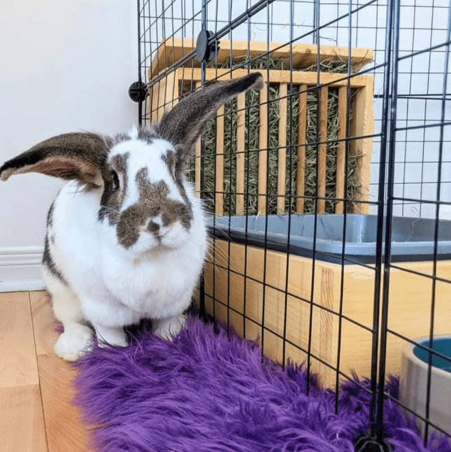 Dowel Style Hay Feeder and Litter Size - Hippity Hop Pet Shop